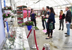 Imara XDR being compared with other varieties.